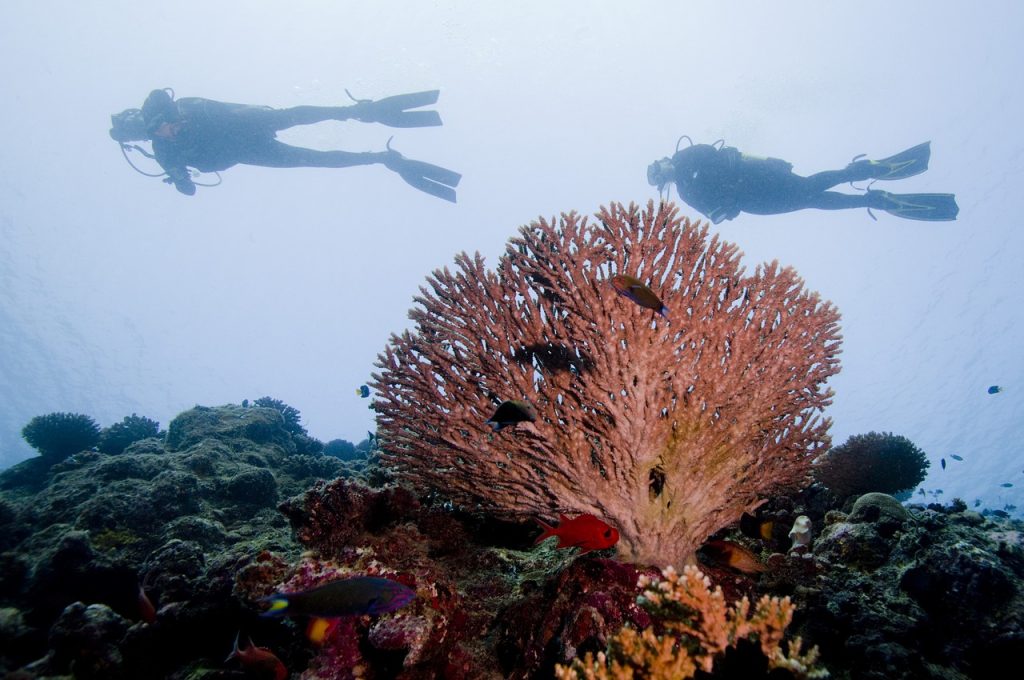 diving palombaggia