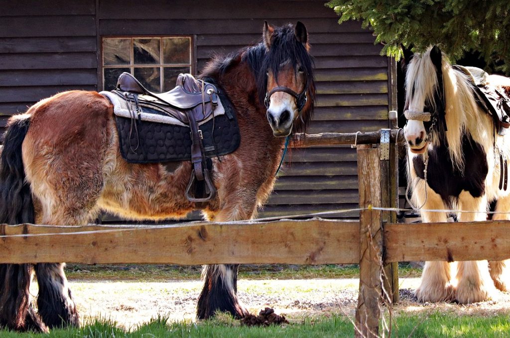 équitation en Corse